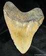 Inch Megalodon Tooth - North Carolina #1163-2